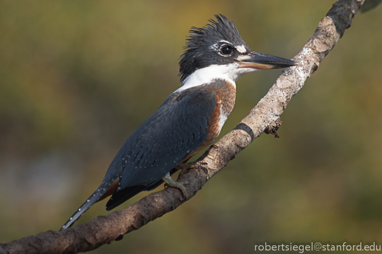 ringed kingfisher